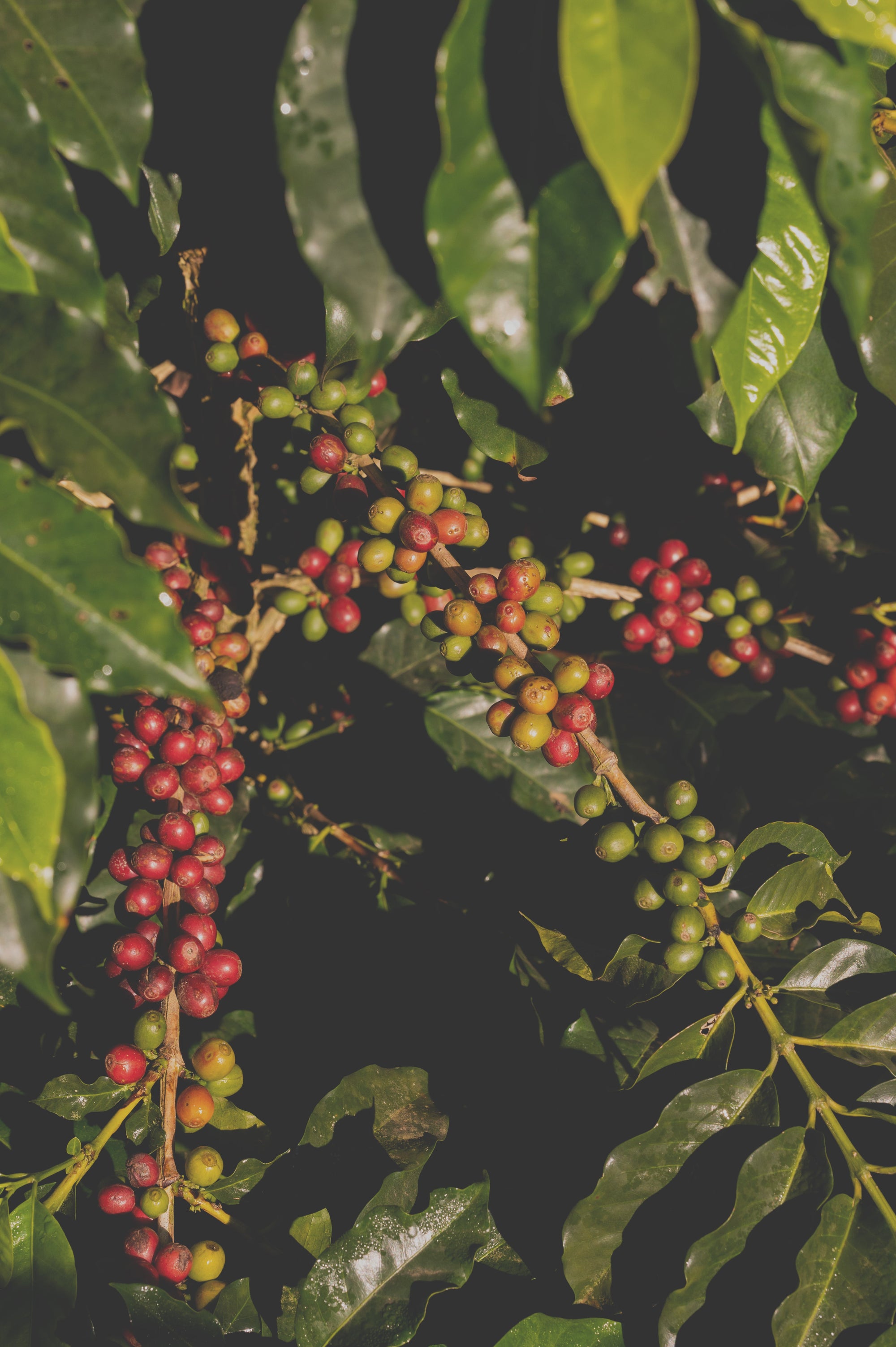 Single Origin