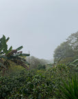 La Unión