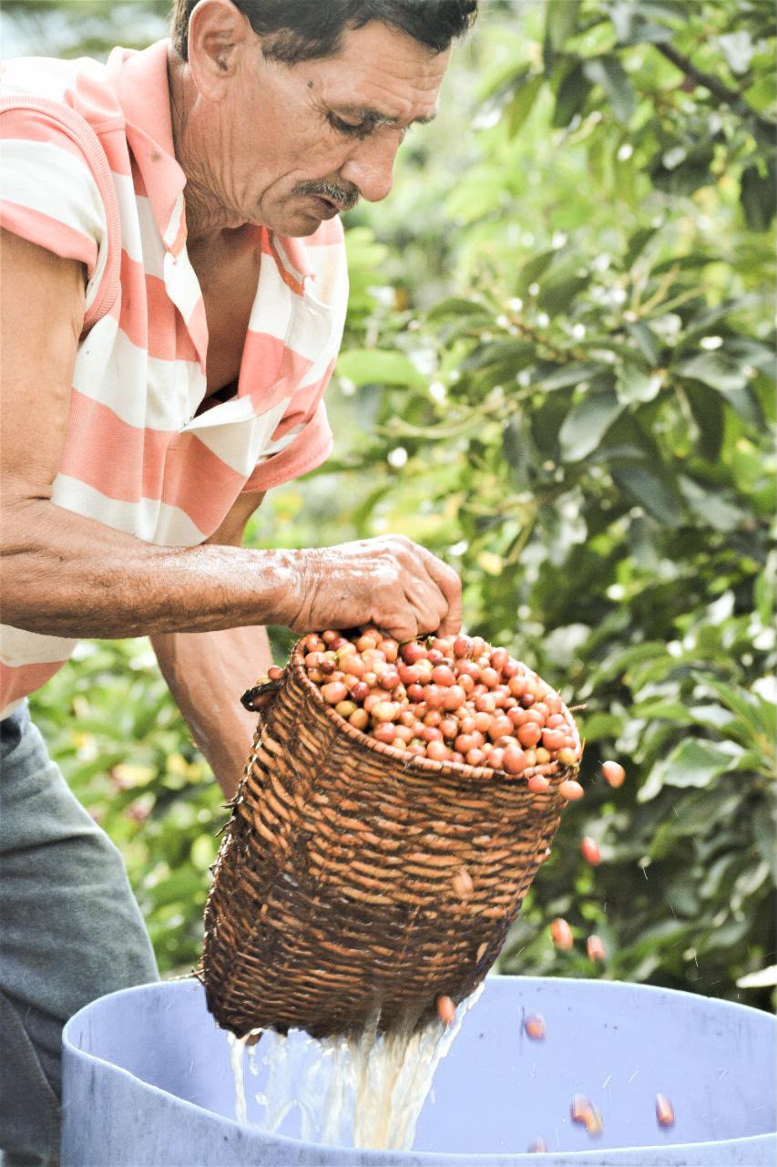 Pink Bourbon (Limited Roast)