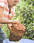 Pink Bourbon (Limited Roast)