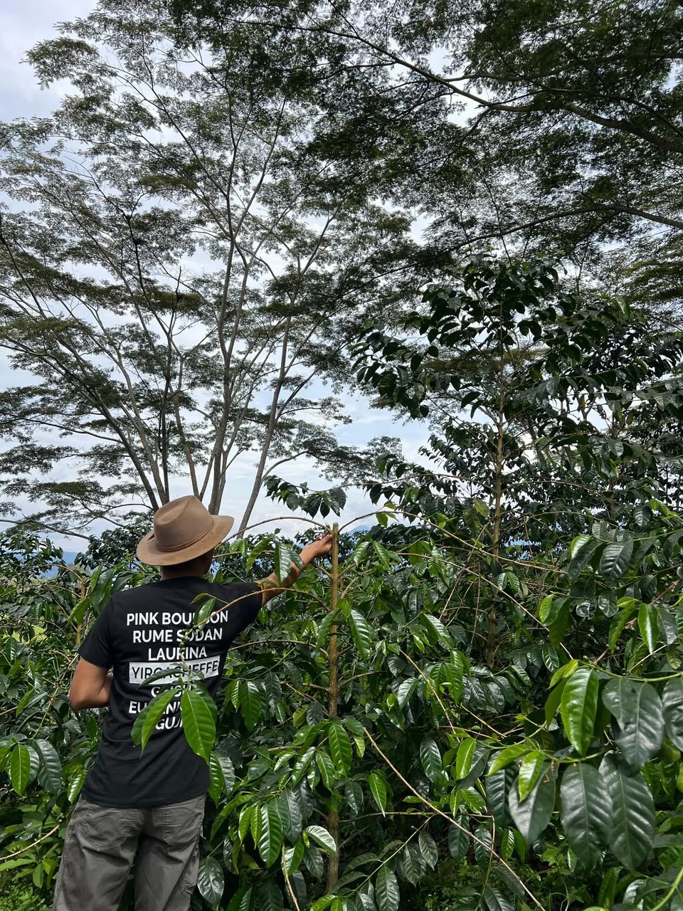 Pink Bourbon (Limited Roast)