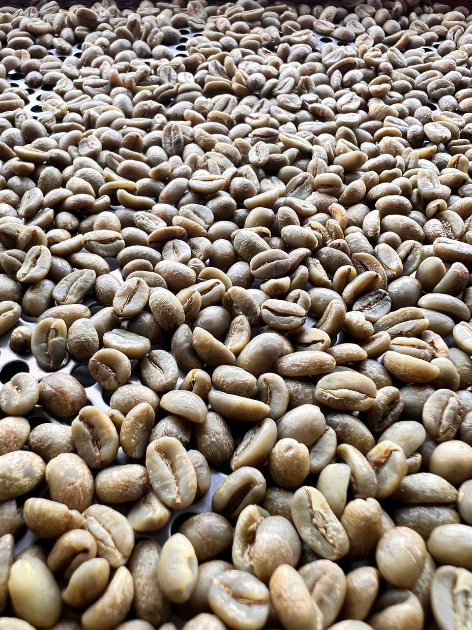 Pink Bourbon (Limited Roast)