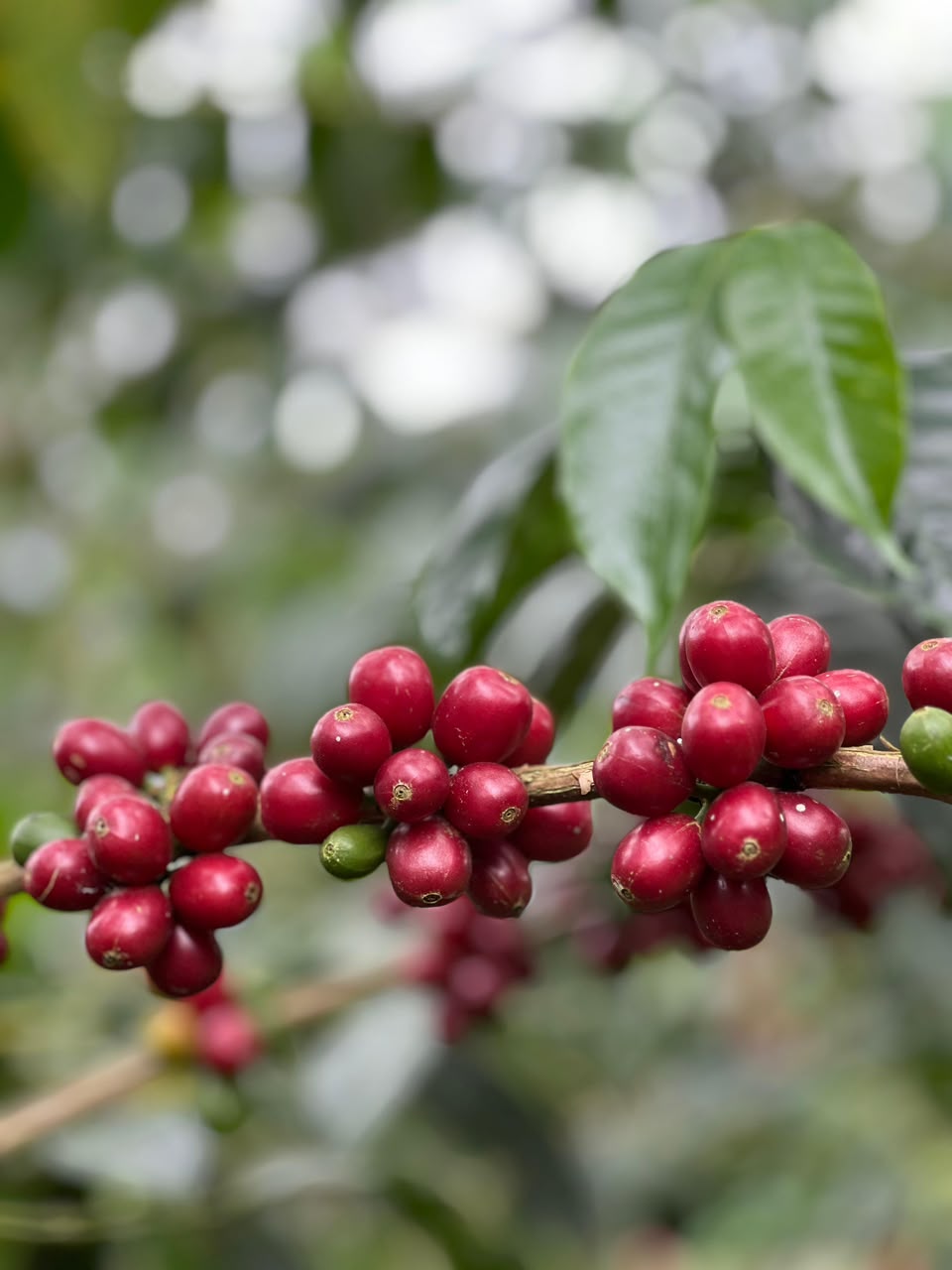 Pink Bourbon (Limited Roast)