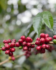 Pink Bourbon (Limited Roast)
